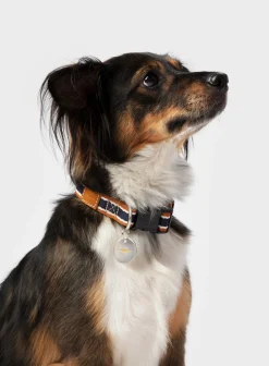 Nylon Dog Collar