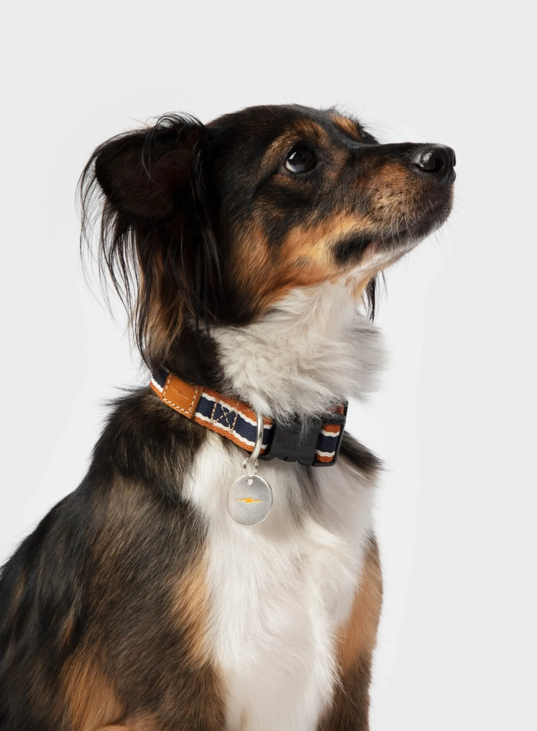 Nylon Dog Collar