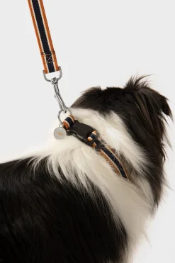Nylon Dog Collar